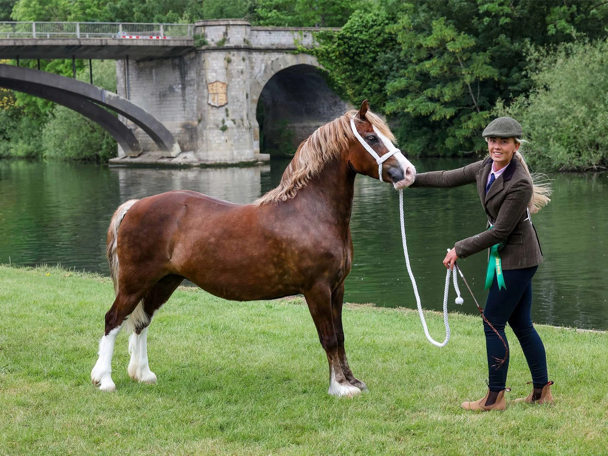 Savoy Welsh Model (Tilly) standing with a handler
